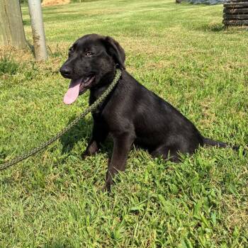Tom -  Black Labrador Retriever and Mixed Breed Dog for Adoption in Morganfield, Kentucky - Tom | PetCurious