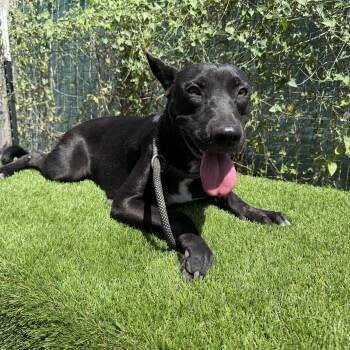 Petra -  Black Labrador Retriever Dog for Adoption in Harlingen, Texas - Petra | PetCurious