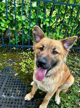 Shepherd and Labrador Retriever Dogs Available for Adoption in Clearwater, Florida - Polo | PetCurious