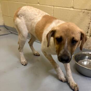 Mixed Breed Dogs Available for Adoption in Lufkin, Texas - Sunbeam | PetCurious