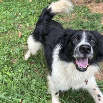 Rocky -  Border Collie and Australian Shepherd Dog for Adoption in Bristol, Tennessee - Rocky | PetCurious