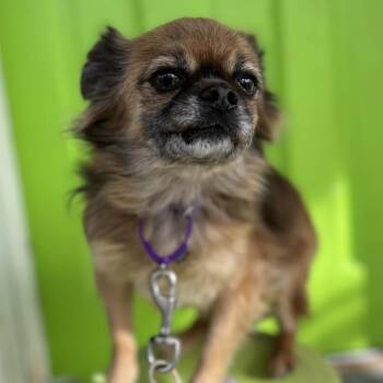 Pekingese and Chihuahua Dogs Available for Adoption - Mickey | PetCurious