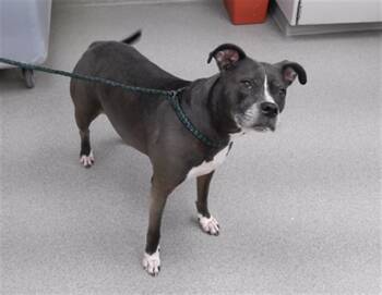 Boxer and Mixed Breed Dogs Available for Adoption - OSCEOLA | PetCurious