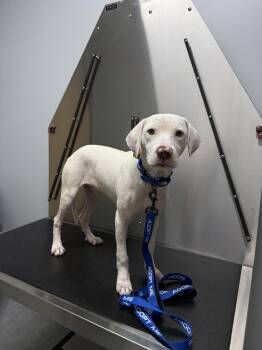 Rescue Mixed Breed Dogs for Adoption in Charleston, South Carolina - Kai | PetCurious