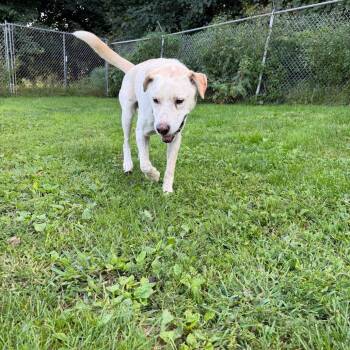 Marley -  Yellow Labrador Retriever Dog for Adoption in Blair, Wisconsin - Marley | PetCurious