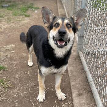 Rescue German Shepherd Dog and Mixed Breed Dogs for Adoption in Modesto, California - ROO | PetCurious