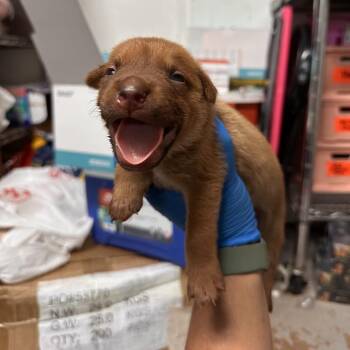 Joey -  Shepherd Dog for Adoption in Edinburg, Texas - Joey | PetCurious