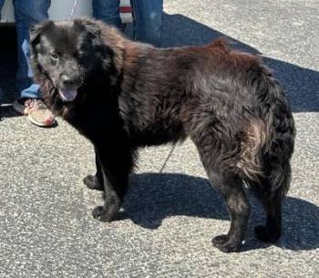 Antony -  Chow Chow Dog for Adoption in Santa Paula, California - Antony | PetCurious