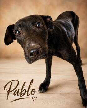 Pablo -  Labrador Retriever and Mixed Breed Dog for Adoption in West Memphis, Arkansas - Pablo | PetCurious