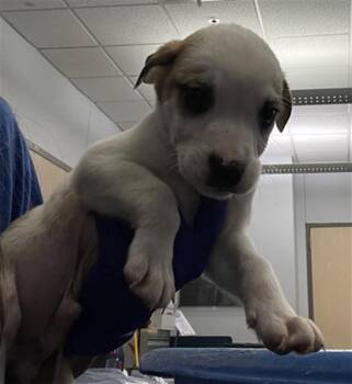 Mixed Breed Dogs Available for Adoption - DONKEY | PetCurious