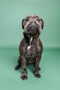 Rescue Pit Bull Terrier Dogs for Adoption in Scottsdale, Arizona - Mr. Cheeks | PetCurious