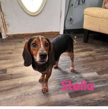 Rescue Beagle Dogs for Adoption in Sequatchie, Tennessee - Stella | PetCurious