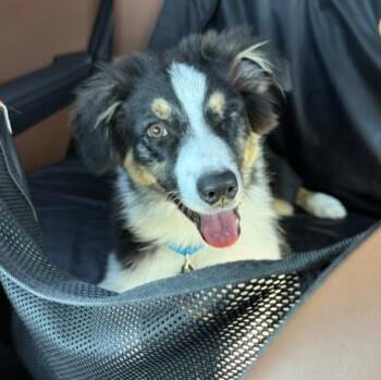 T-Bear -  Australian Shepherd Dog for Adoption in Naperville, Illinois - T-Bear | PetCurious