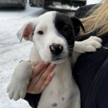 Border Collie and Terrier Dogs Available for Adoption - NY Eloise Avail Feb 14 (Tractor Supply Patterson) | PetCurious