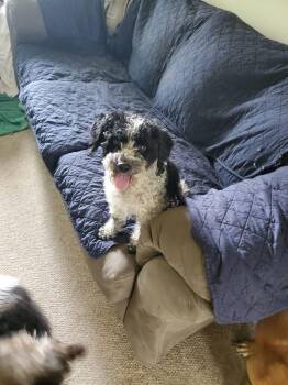 Smudge -  Poodle Dog Available for Adoption in Colorado Springs, Colorado - Smudge | PetCurious