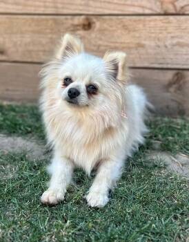 Dodge -  Pomeranian Dog for Adoption in Placentia, California - Dodge | PetCurious
