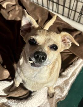 Rescue Chihuahua Dogs for Adoption in Pueblo, Colorado - Daisy | PetCurious