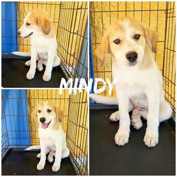 Mindy -  Great Pyrenees and Mixed Breed Dog for Adoption in Saint James, Missouri - Mindy | PetCurious