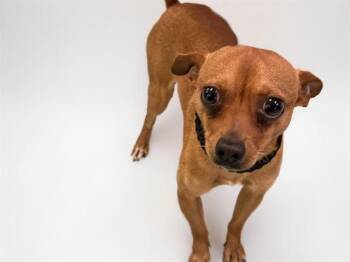 RICK -  Chihuahua Dog for Adoption in Fort Lauderdale, Florida - RICK | PetCurious