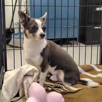 Davy Crockett 26-08-077 -  Chihuahua Dog for Adoption in Bastrop, Texas - Davy Crockett 26-08-077 | PetCurious