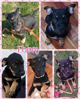 Rescue Mixed Breed Dogs for Adoption in Lancaster, New York - Ebony | PetCurious