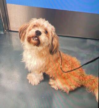Teddy -  Mixed Breed Dog for Adoption - Teddy | PetCurious