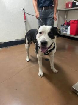 Harley -  Pit Bull Terrier and Labrador Retriever Dog for Adoption in Chico, California - Harley | PetCurious