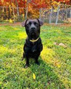 Rugar -  Mixed Breed Dog for Adoption in Skowhegan, Maine - Rugar | PetCurious