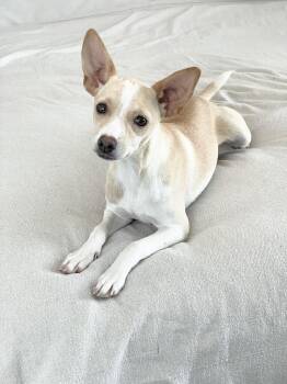 Perfect Penny -  Chihuahua Dog for Adoption in Burlington, North Carolina - Perfect Penny | PetCurious