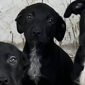 Rescue Black Labrador Retriever Dogs for Adoption in Spring, Texas - Ginny | PetCurious