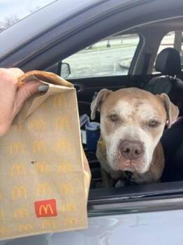 Pit Bull Terrier and Mixed Breed Dogs Available for Adoption in Kansas City, Missouri - Norman | PetCurious