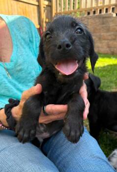 BRAT -  Pit Bull Terrier Dog for Adoption in Vandergrift, Pennsylvania - BRAT | PetCurious
