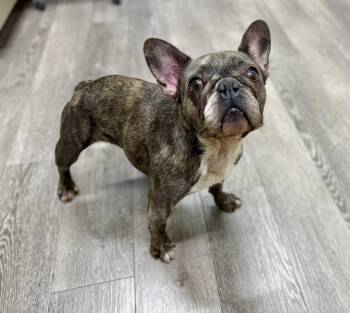 Rescue French Bulldog Dogs for Adoption in Cypress, California - Cleo | PetCurious