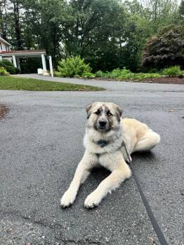 Bobble -  Great Pyrenees and Anatolian Shepherd Dog for Adoption in Hudson, Massachusetts - Bobble | PetCurious
