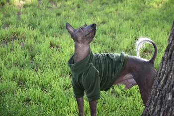Xoloitzcuintli Mexican Hairless Dogs Available for Adoption in Lansing, Michigan - Ramsey In Texas | PetCurious
