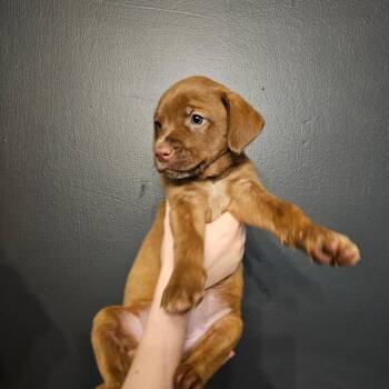 Oakley -  Mixed Breed Dog for Adoption in Mocksville, North Carolina - Oakley | PetCurious