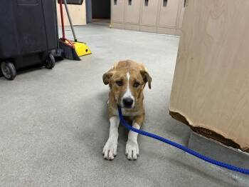 Border Collie Dogs Available for Adoption in Salinas, California - WINNIE | PetCurious