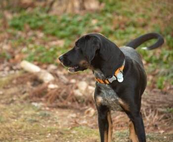 Black And Tan Coonhound and Mixed Breed Dogs Available for Adoption in Derwood, Maryland - ZOLI | PetCurious