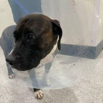 Maverik -  Pit Bull Terrier and Mixed Breed Dog for Adoption in Lake Havasu City, Arizona - Maverik | PetCurious