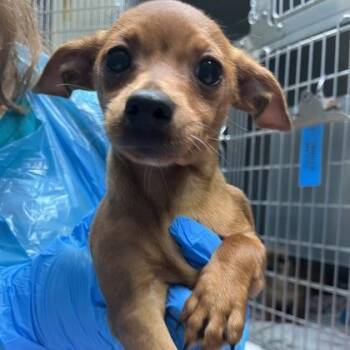 Sammy -  Chihuahua and Mixed Breed Dog for Adoption in Merriam, Kansas - Sammy | PetCurious