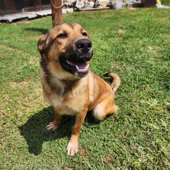 Amory -  German Shepherd Dog and Shepherd Dog for Adoption in Manhasset, New York - Amory | PetCurious