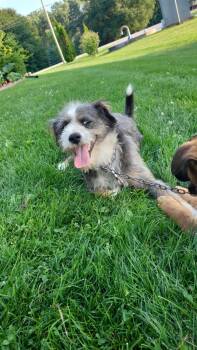 Pomeranian and Poodle Dogs Available for Adoption - Luca | PetCurious