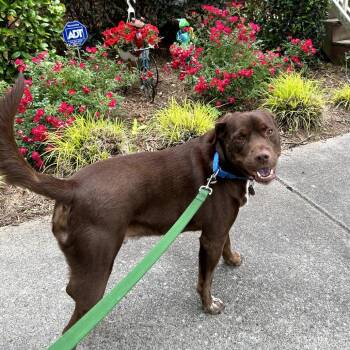 Chocolate Labrador Retriever and Mixed Breed Dogs Available for Adoption in Cumming, Georgia - Kobe 22239 | PetCurious