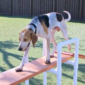 Lou AKA Kaio 3411 -  Hound and Mixed Breed Dog for Adoption in Loxahatchee Groves, Florida - Lou AKA Kaio 3411 | PetCurious
