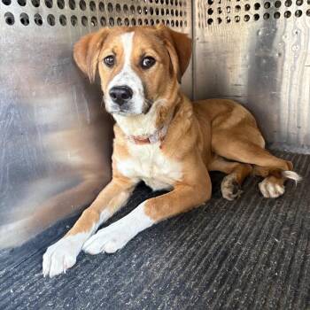 Labrador Retriever and Nova Scotia Duck Tolling Retriever Dogs Available for Adoption in Birmingham, Alabama - Paloma | PetCurious