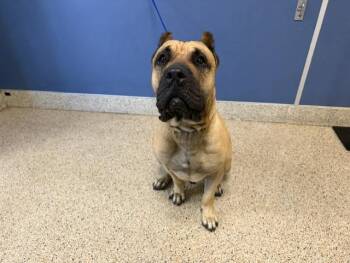 Mastiff Dogs Available for Adoption in Doral, Florida - MAX | PetCurious