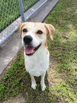 DAISY -  Labrador Retriever and Mixed Breed Dog for Adoption in Corpus Christi, Texas - DAISY | PetCurious