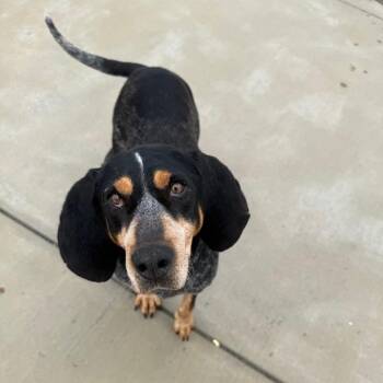 Reba -  Bluetick Coonhound Dog for Adoption in Harrisonburg, Virginia - Reba | PetCurious