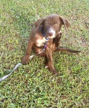 Wally -  Labrador Retriever Dog for Adoption in West Palm Beach, Florida - Wally | PetCurious