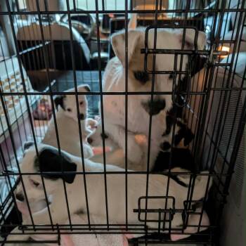 Jack O Lantern -  Terrier and Mixed Breed Dog for Adoption in Tacoma, Washington - Jack O Lantern | PetCurious